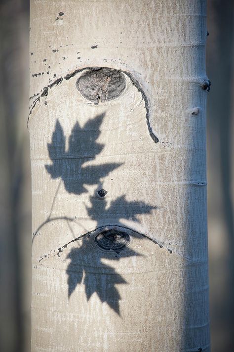 Leaf Shadow, Aspen Tree, Shadow Silhouette, Birch Forest, Tree Photo, Fall Photo, Aspen Trees, Maple Leaves, Nature Photographs