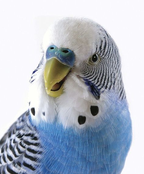 Animal Expressions, Smile Photos, Budgerigar Bird, Budgies Parrot, Real Birds, Blue Budgie, Parakeet Bird, Budgies Bird, Budgie Parakeet