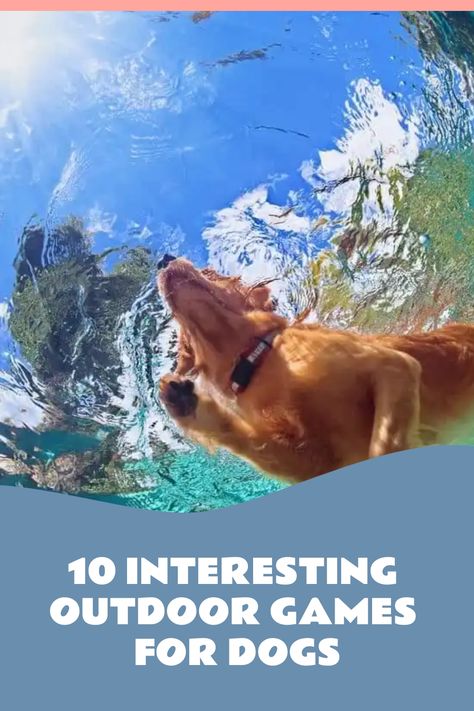 So, how do you make things interesting for your dog outside? There are many outdoor games for dogs that can keep them agile and all-fun. Ugly Dog Breeds, Can Dogs Eat Eggs, Obstacle Course Games, Games For Dogs, Frisbee Games, High Protein Dog Food, Dog Football, Ugly Dogs, Fun Outdoor Games