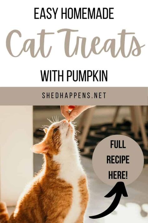 Pumpkin Cat Treats Homemade, Homemade Cat Treats Easy, Pumpkin Cat Treats, Diy Cat Treats Recipes, Homemade Cat Treats, Homemade Cat Treats Recipes, Diy Cat Treats, Tuna Cat Treats, Benefits Of Pumpkin