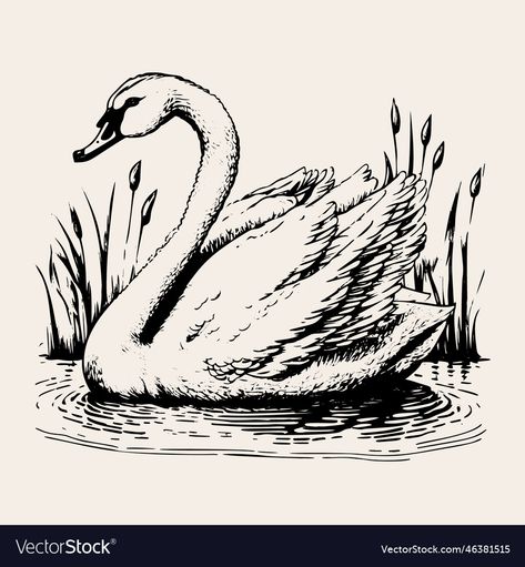 Swan Vector, Pond Drawing, Swan Drawing, Swans Art, Realistic Sketch, Vintage Illustration Art, Water Drawing, Abstract Art Inspiration, White Swan