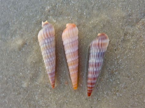 The auger shell ... Mom's favorite. She called them 'spirals'. Auger Shell Tattoo, Pretty Seashells, Sanibel Island Shells, Sand Creations, Florida Shells, Auger Shell, Sanibel Shells, Gasparilla Island, Beach Memories