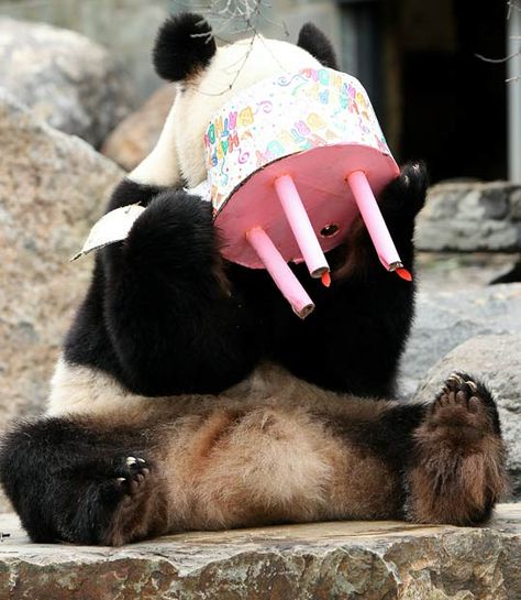 Pictures of the day: 23 August 2010 - Telegraph Birthday, Black, Pandas, Cake, Panda Birthday, Panda Bear, Eat Cake, Happy Birthday, Black And White