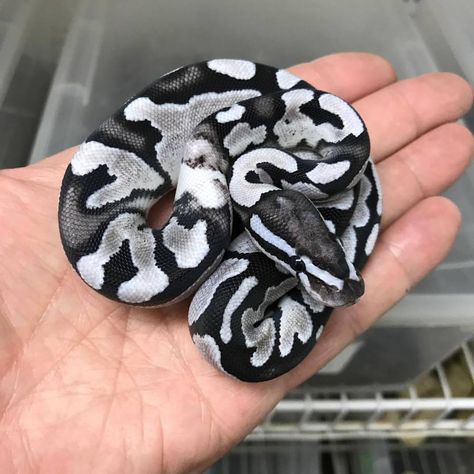 Black and White Ball Python (MJ Axanthic Fire possibly also OD).  Credit: Markus Jayne Ball Pythons