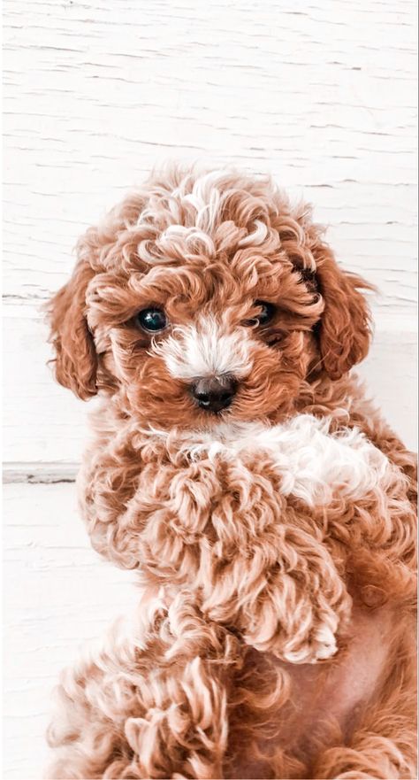 Cute Puppy Wallpaper, Cutee Animals, Super Cute Puppies, Cute Dog Pictures, Baby Animals Pictures, Cute Little Puppies, Super Cute Animals