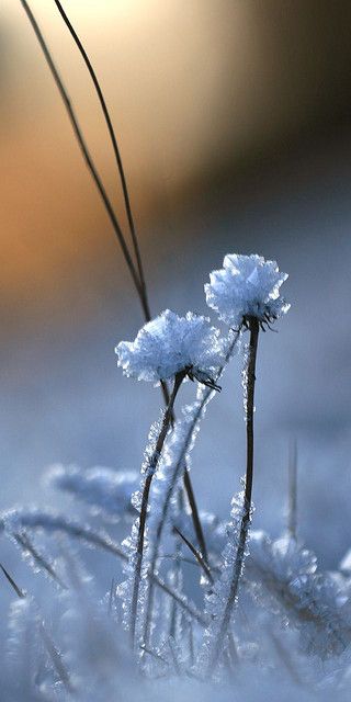 Winter beauty - Snow forms ice crystal flowers on blades of grass in a winter field. Winter Szenen, I Love Winter, Ice Crystals, Winter Nature, Winter Magic, Airbrush Art, Winter Scenery, Winter Beauty, Snow Scenes