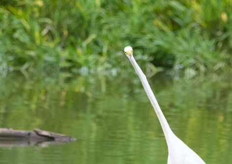 Clearly, “Front Facing” Is Not The Best Way To Capture A Great Egret! Photography Focus, Great Egret, Bull Moose, Minding My Own Business, Bad Photos, Baby Squirrel, Blank Page, Wildlife Animals, Weird And Wonderful