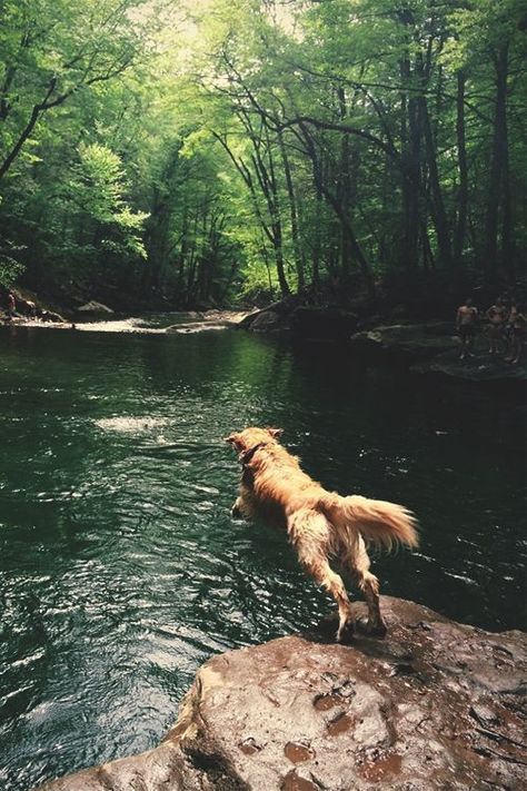 Dog In Nature, Search Pinterest, Nature Dog, Golden Retriever Mix, Puppy Chow, Love My Dog, Hilarious Funny, Tromso, Popular Dog