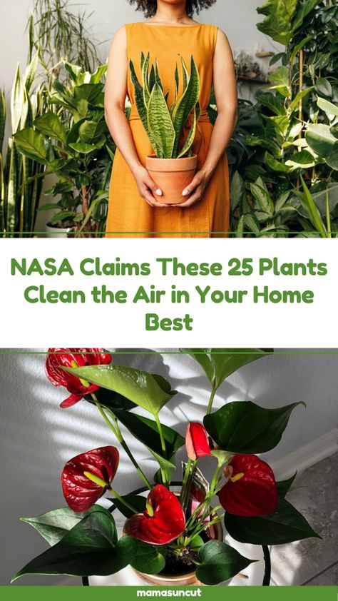 Nasa Air Purifying Plants, Plants For Air Purification, Inside House Plants, Indoor Plants Clean Air, Safe House Plants, Natural Decongestant, Rope Plant Hanger, Air Cleaning Plants, Air Purifying House Plants