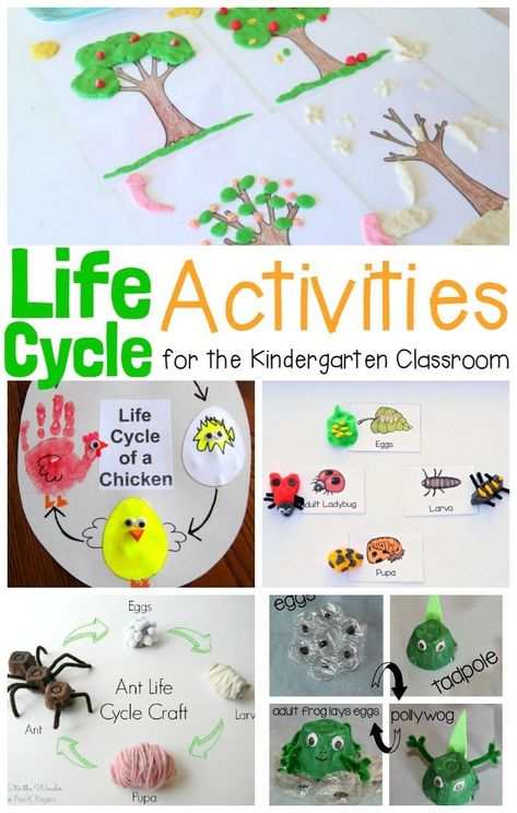 Kids will love these hands-on and engaging life cycle activities! Learn about the life cycle of a plant, life cycle of animals, and so much more! Life Cycle Of Animals, Plants Life Cycle Activities, Life Cycles Kindergarten, Plant Life Cycle Worksheet, Life Cycles Preschool, Life Cycle Activities, Aktiviti Tadika, Cycle For Kids, Life Cycle Craft