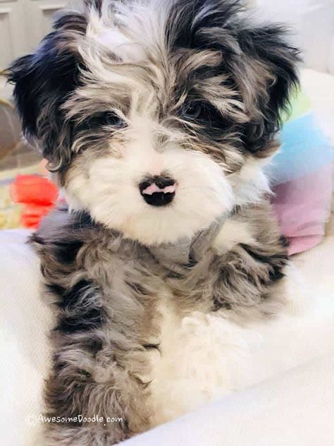 Aussie Doodle Puppy, Aussiedoodle Puppies, Aussie Puppies, White Chest, Labradoodle Puppy, Super Cute Puppies, Mini Blue, Cute Little Puppies