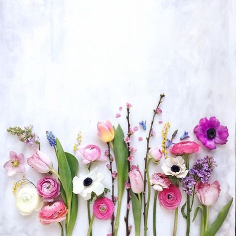 gracewins: Cristina Colli Floral Flatlay Photography, Floral Flatlay, Desktop Photos, Flowers Tattoo, Most Beautiful Flowers, Spring Photography, Floral Photography, Flower Photography, Spring Inspiration