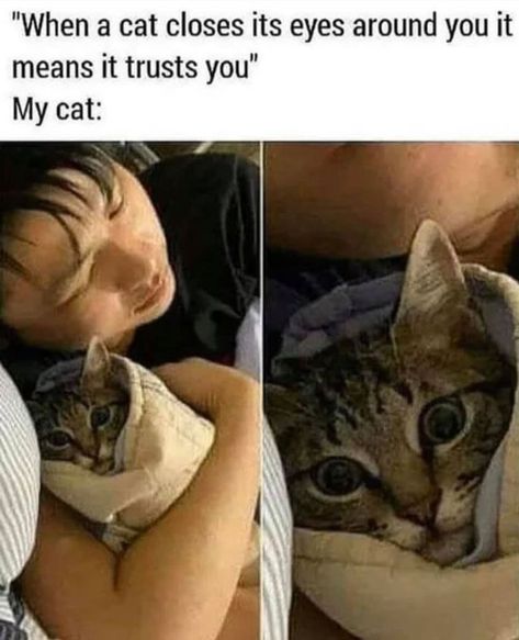 Cool Memes, Memes Hilarious, Internet Memes, Funny Cat Memes, Six Feet Under, Funny Animal Memes, Animal Jokes, Funny Love, Dog Memes