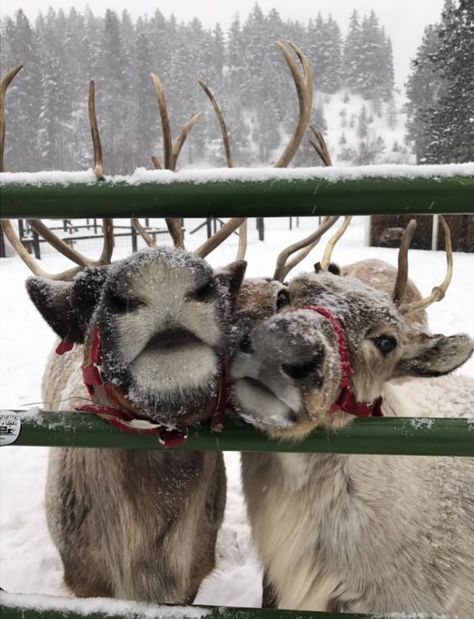 Reindeer Farm, Trajes Kylie Jenner, Christmas Dreaming, Cosy Christmas, I Love Winter, Christmas Feeling, Wreaths Diy, Winter Love, Warm Christmas