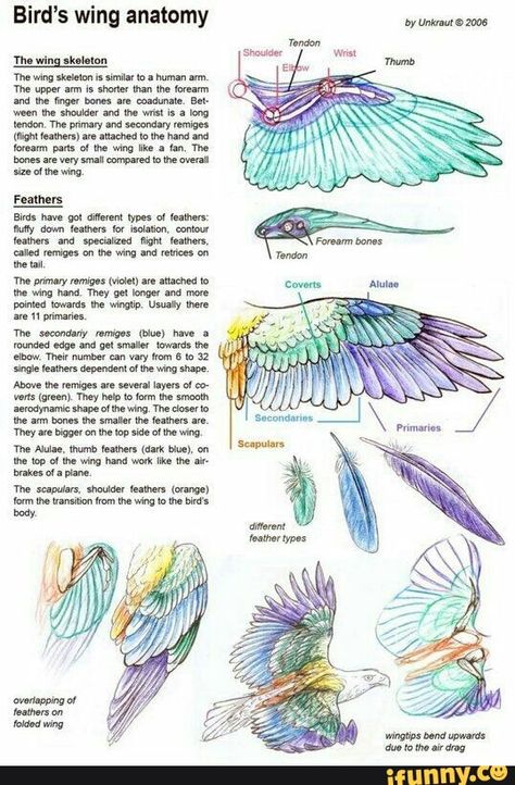 Wing Anatomy, Winged People, Wings Drawing, Wings Art, Bird Wings, Anatomy Drawing, Anatomy Reference, Bird Drawings, Animal Tattoos