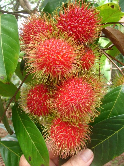 Rambutan Tree, Fruits And Vegetables Pictures, Fruit Bearing Trees, Vegetable Pictures, Fruits Photos, Fruit Photography, Beautiful Fruits, Fruit Plants, Fruit Garden