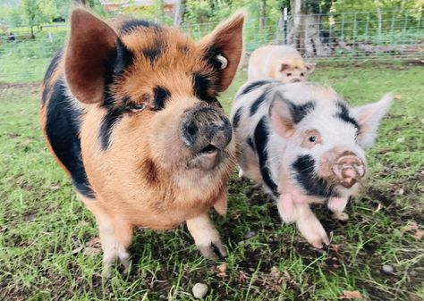 Kunekune Pigs ~ Raising Kunekunes on the Homestead Meat Pigs Breeds, Kunekune Pig Pen Ideas, Kunekune Pigs Care, Kune Kune Pigs Care, Raising Pigs For Beginners, Pig Symbolism, Kunekune Pig Pen, Homestead Pigs, Pig Pen Ideas