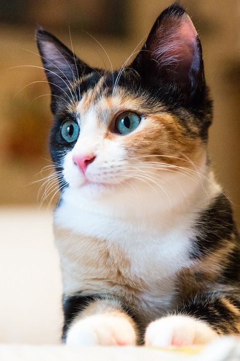 Cat Modeling, Cute Calico Cat, Beautiful Cats Pictures, Calico Cats, Cat Ideas, Cat Model, Gorgeous Cats, Adorable Cats, Cat Facts