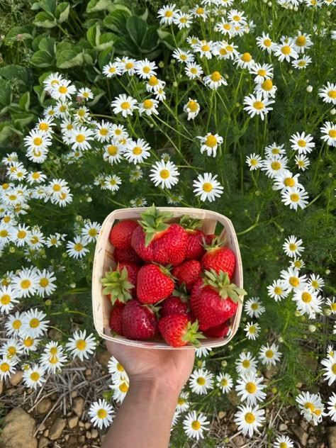 Summer Strawberry Aesthetic, Strawberry Feild Pic, Strawberry Asethic, Strawberry Summer Aesthetic, Strawberry Asthetic Picture, Strawberry Astethic, June Astethic, Strawberry Core Aesthetic, Strawberry Fields Aesthetic