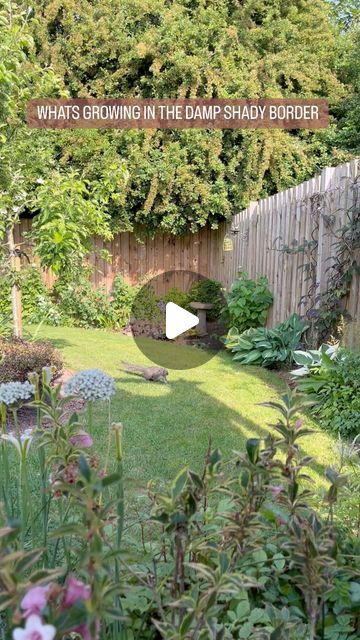 Shady Border, Summer Stem, Clematis Montana, Loving Life, Country Garden, The Fence, Country Gardening, Clematis, In The Garden