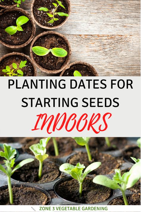 Best Way To Start Seeds Indoors, Starting Flowers From Seeds Indoors, How To Start Seeds Indoors, Flowers To Start Indoors, When To Plant Seeds Indoors, Seedlings Indoors Starting, Seeds To Start Indoors, Apartment Homesteading, When To Start Seeds Indoors