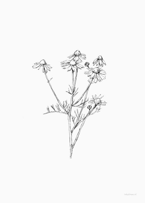 Chamomile Plant, Love Patience, Botanical Line Drawing, Type Tattoo, Flower Line Drawings, Flower Sleeve, Plant Tattoo, Botanical Tattoo, Line Art Tattoos