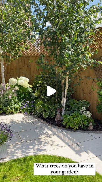 Birch Tree Landscaping Backyards, Silver Birch In Small Garden, Birch Tree Garden Landscape Design, Silver Birch Garden, Silver Birch Trees, Silver Birch Trees Small Garden, Silver Birch Tree Landscaping, Garden Trees Ideas, Small Side Garden Ideas