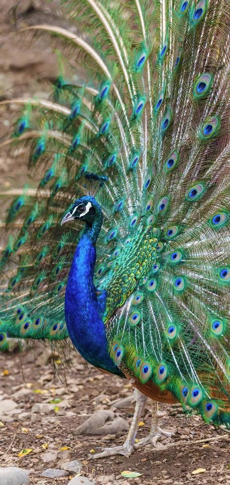 The Male Peacock Spread His Tail....... The peacock belongs to the pheasant family of the order chicken, also known as yue bird, nan ke, known as the "king of birds", is one of the most beautiful ornamental birds, but also a symbol of good fortune, kindness, beauty and luxury. There are three kinds of peacocks in the world: green, blue and white. Like many birds, peacocks are more beautiful to males than females. The breeding season for peacocks is in march-april Male Peacock, Peacock Art, The Peacock, Beautiful Scenery Nature, Peacocks, Good Fortune, Pheasant, Home Wallpaper, Animal Planet