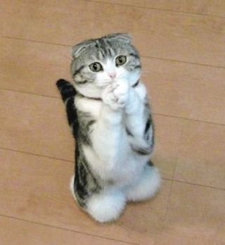 PLEASE!  Oh, pretty please! On my knees, please. Funny Cat Faces, Funny Cat Memes, Funny Cat Pictures, Cute Kittens, Funny Cat Videos, Funny Animal Pictures, Cat Face, Beautiful Cats, Cat Photo