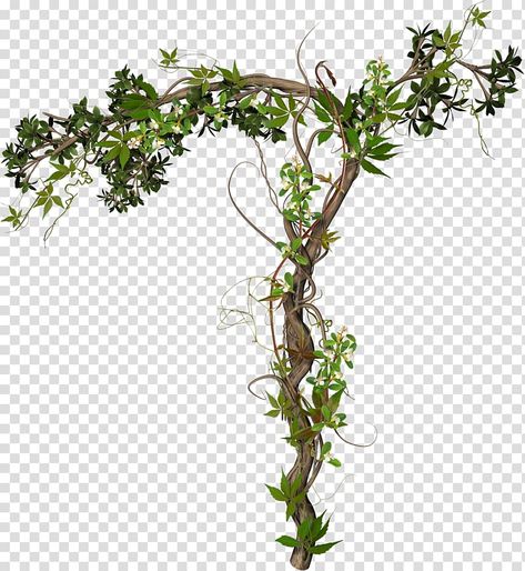 Ivy Houseplant, Journal Cutouts, Green Wall Garden, Jungle Vines, Magic Jungle, Palm Tree Png, Creepers Plants, Grape Tree, Youth Logo