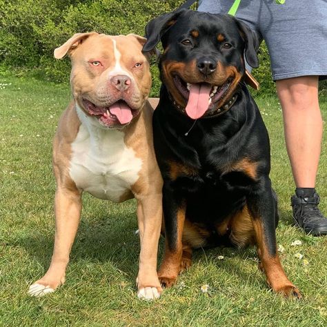 Rottweiler And Pitbull, Rottweiler Pitbull, Rottweiler Pictures, Prada Aesthetic, Chanel Aesthetic, Feral Cats, Pitbull Mix, Like Animals, Guard Dogs