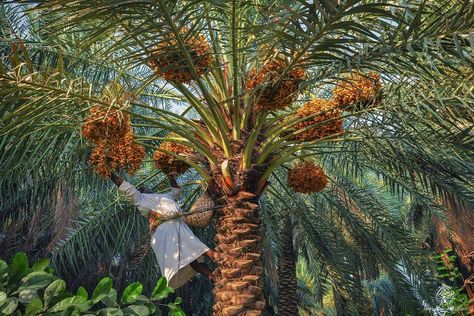 Palm trees 🌴 in Al Ahsa ���🇸🇦. Life In Saudi Arabia, Date Palms, Dates Tree, Date Palm, Guinness World Records, Arabic Calligraphy Art, Calligraphy Art, World Records, Guinness