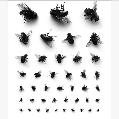 2,393 Likes, 16 Comments - Sophie N Gunnol (@sophiegunnol) on Instagram: “RINAT VOLIGAMSI I #rinatvoligamsi” Corporate Design, Things Organized Neatly, Eye Chart, Fly On The Wall, Kunst Inspiration, American Gods, Insect Art, صور مضحكة, Arte Pop