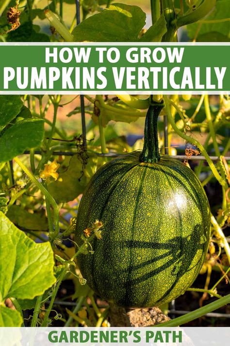 Pumpkin Vines Plants, Growing Gourds Trellis, Trellised Pumpkins, Pumpkin Garden Ideas Raised Beds, Growing Pumpkins On A Trellis, Pumpkin Trellis Ideas Diy, Vertical Pumpkin Patch, Trellis Pumpkins, Pumpkins On A Trellis