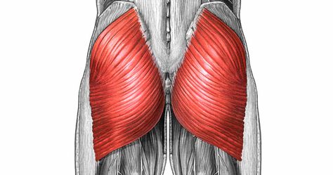 Gluteus Maximus: Muscle Of The Week Cycling Muscles, Physio Clinic, Deep Lunges, Hip Extension, Gluteus Maximus, Cycle Training, Gluteal Muscles, Gluteus Medius, Lower Extremity