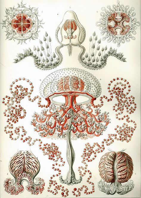 Ocean Prints, Scientific Drawing, Natural Form Art, Cnidaria, Illustration Kunst, Jellyfish Print, Sea Life Art, Jellyfish Art, Bahasa Melayu