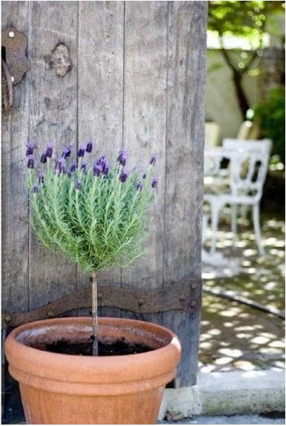 How to Make a Lavender Topiary Lavender Topiary, Lavender Tree, Spanish Lavender, Topiary Diy, Rosemary Plant, Topiary Tree, Country Photography, Topiary Plants, Topiary Garden