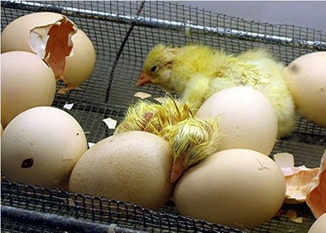 Laying Chickens, Hatching Eggs, Sexing and Raising Chickens Successfully Hatching Chickens, Laying Chickens, Meat Birds, Day Old Chicks, Hatching Chicks, Cuenca Ecuador, Hatching Eggs, Egg Laying, Chicken Breeds