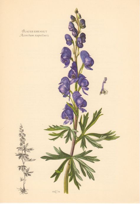 Wolfsbane Flower Aesthetic, Wolfs Bane Flower Drawing, Monkshood Flower Drawing, Monkshood Flower Tattoo, Wolfsbane Flower Tattoo, Wolfsbane Flower Drawing, Aconitum Tattoo, Wolfsbane Illustration, Wolvesbane Flower