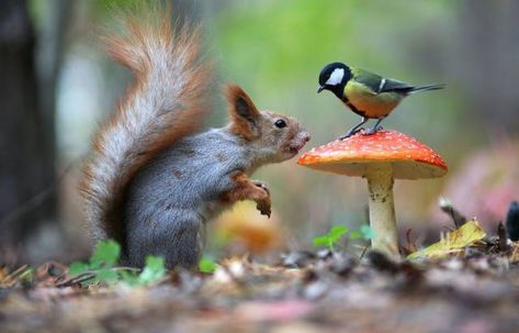 38 Fun Pics For Your Friday Photo Orgy - Wow Gallery Animals Friendship, A Squirrel, Woodland Creatures, Animal Wallpaper, Animal Tattoos, Forest Animals, Nature Animals, 귀여운 동물, Woodland Animals