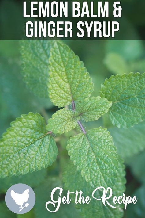 Lemon Balm Ginger Syrup Recipe - A Good Life Farm Ginger Syrup Recipe, Lemon Balm Uses, Lemon Balm Recipes, Exciting Salads, Ginger Syrup, Dried Lemon, Dry Ginger, Herbal Apothecary, Infused Oils