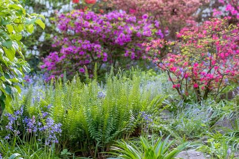 5 Essential Gardening Tasks for Your Early-Spring To-Do List Fernery Ideas, Fern Garden Ideas, Backyard Shade Garden, Woodland Landscaping, Garden Ideas Australia, Pruning Shrubs, Backyard Movie Theaters, Christmas Fern, Garden Planting Ideas