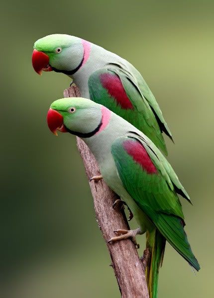 Another Reason to Love Your Pet—He Could Make You Live Longer                                                                                                                                                                                 More Birds Parrots, Green Birds, Kinds Of Birds, Parakeets, Love Your Pet, Parrot Bird, Nature Birds, All Birds, Exotic Birds