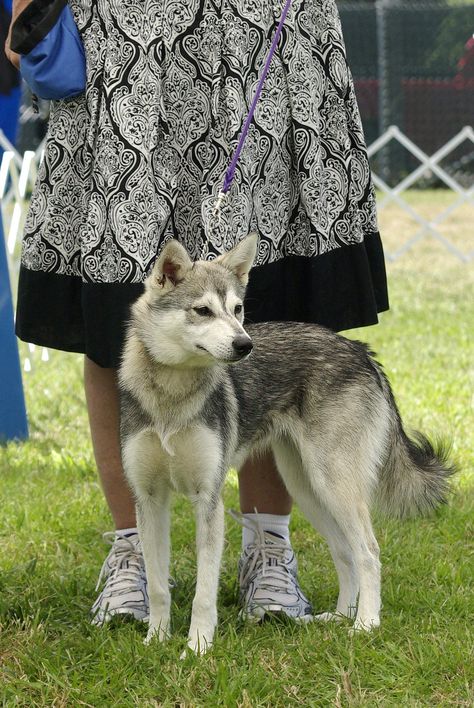 Alaskan Klee Kai Full Grown, Canine Reference, Alaskan Klee Kai, Every Dog Breed, Dogs Breeds, Favorite Animals, Animal Photography, Small Dogs, Dog Breeds