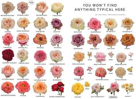 Find your own favourite Vip Rose. Nature, Flower Girl Inspiration, Plant Friends, Love Rose Flower, Flower Chart, Flower Identification, Wholesale Roses, Rose Varieties, Cottage Garden Design