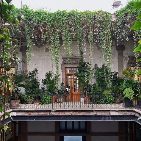 Nick Cutsumpas on Instagram: “Whenever I travel, I make sure to visit the local botanical gardens, plant shops, and farms, but @proyecto.publico.prim was something…” Wedding Venues In Mexico, Mexico City Wedding, Plant Shops, Mexico Hotels, Small Intimate Wedding, Mexico Wedding, Best Wedding Venues, Old Building, Large Weddings