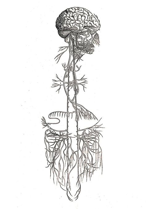 Nervous System Diagram, Nerve Anatomy, Nervus Vagus, The Vagus Nerve, Systems Art, Brain Connections, Cranial Nerves, Brain Art, Brain Stem