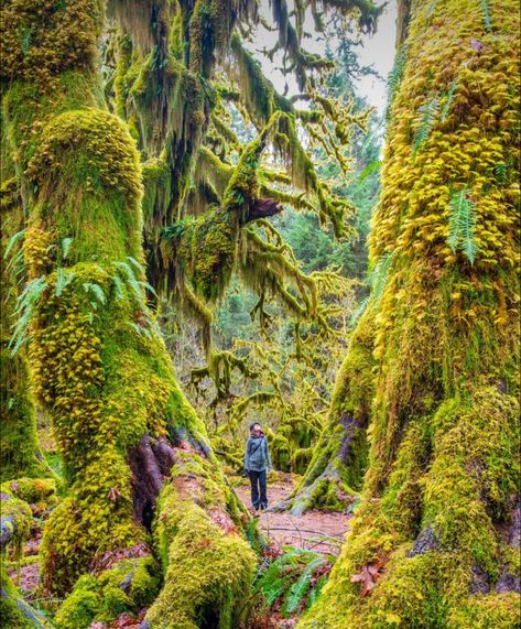 Hall Of Mosses, Washington State Travel, Washington Travel, Moss Covered, Olympic Peninsula, Mountain Photography, Olympic National Park, Future Travel, In The Forest