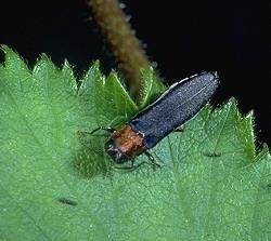 Rednecked and Raspberry Cane Borers | Entomology Raspberry Plant, Raspberry Canes, Raspberry Plants, Insect Species, Green Farm, 2 Rings, Organic Fertilizer, University Of Kentucky, Growing Food