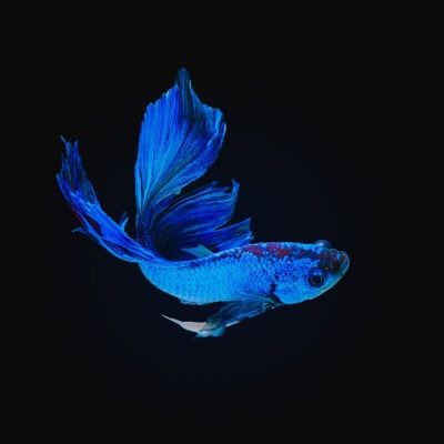 Dress Background, Colorful Dragon, Black And Blue Wallpaper, Macbook Air Wallpaper, Blue Aesthetic Dark, Fish Icon, Underwater Art, Red Icons:), Color Scale